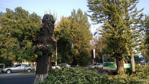 На проспекті Чорновола зріжуть здорові дерева (ФОТО) (фото) - фото 2