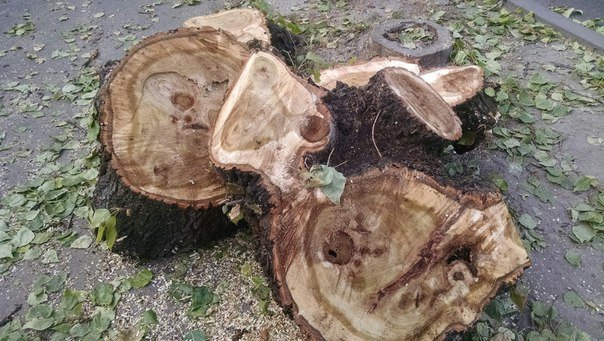 На проспекті Чорновола зріжуть здорові дерева (ФОТО) (фото) - фото 2