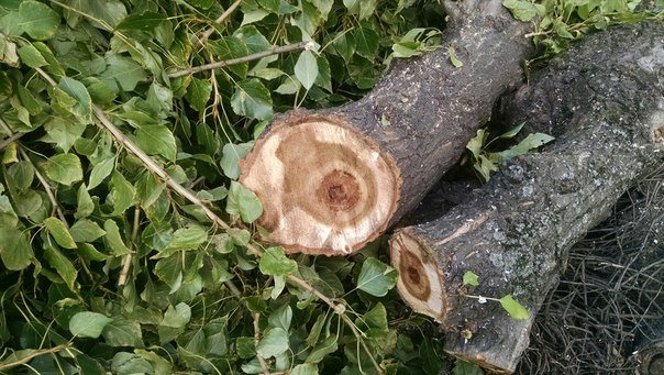 На проспекті Чорновола зріжуть здорові дерева (ФОТО) (фото) - фото 2