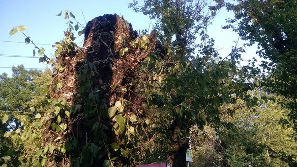 На проспекті Чорновола зріжуть здорові дерева (ФОТО) (фото) - фото 2