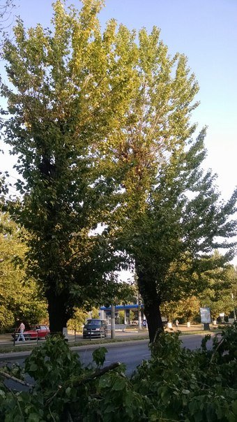 На проспекті Чорновола зріжуть здорові дерева (ФОТО) (фото) - фото 2