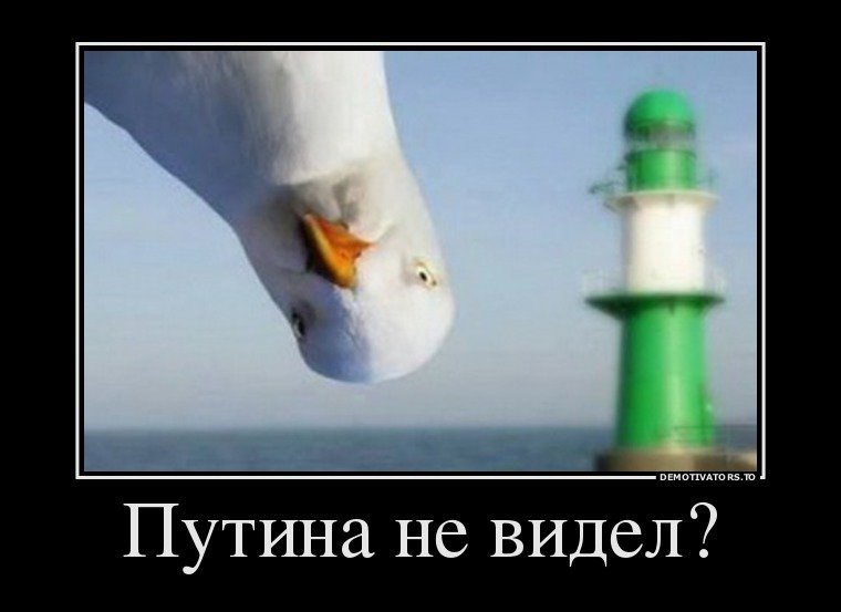 9522086_putina_ne_videl