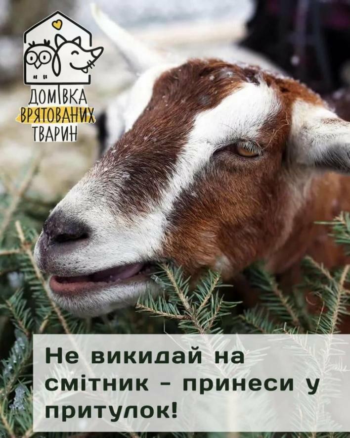 У Львові використані ялинки можна принести в 