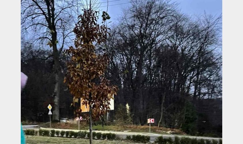 На Львівщині створюють сквер пам'яті новітніх Героїв, - ФОТО