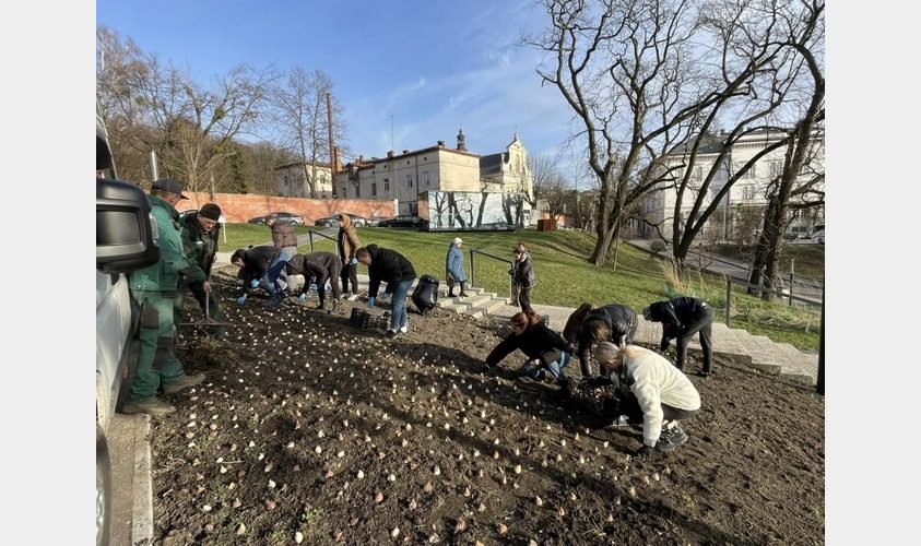 У Львові висадили 5 тисяч тюльпанів