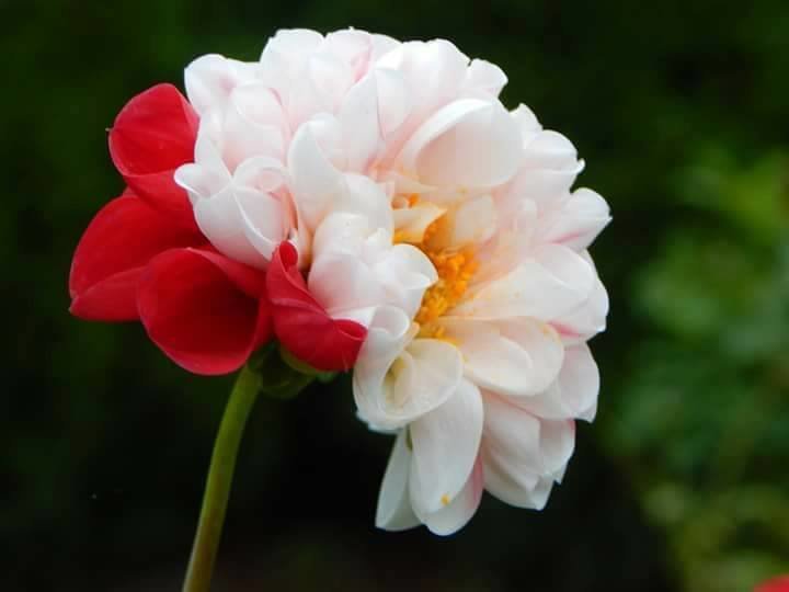 Botsad/Facebook/032.ua