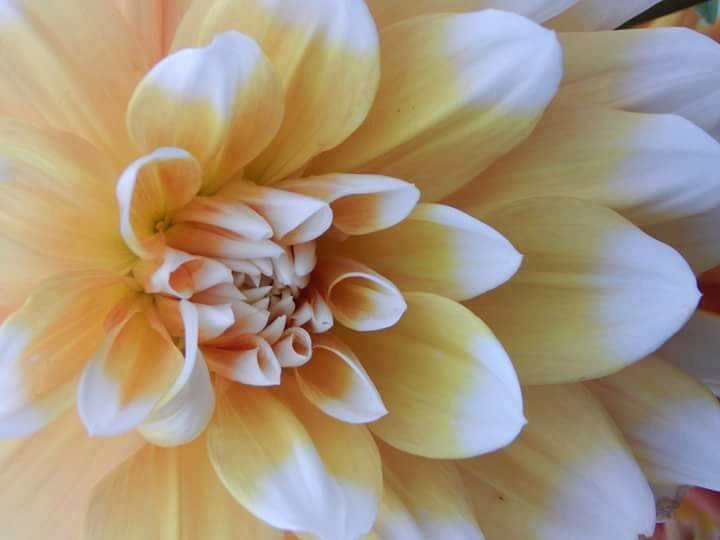 Botsad/Facebook/032.ua