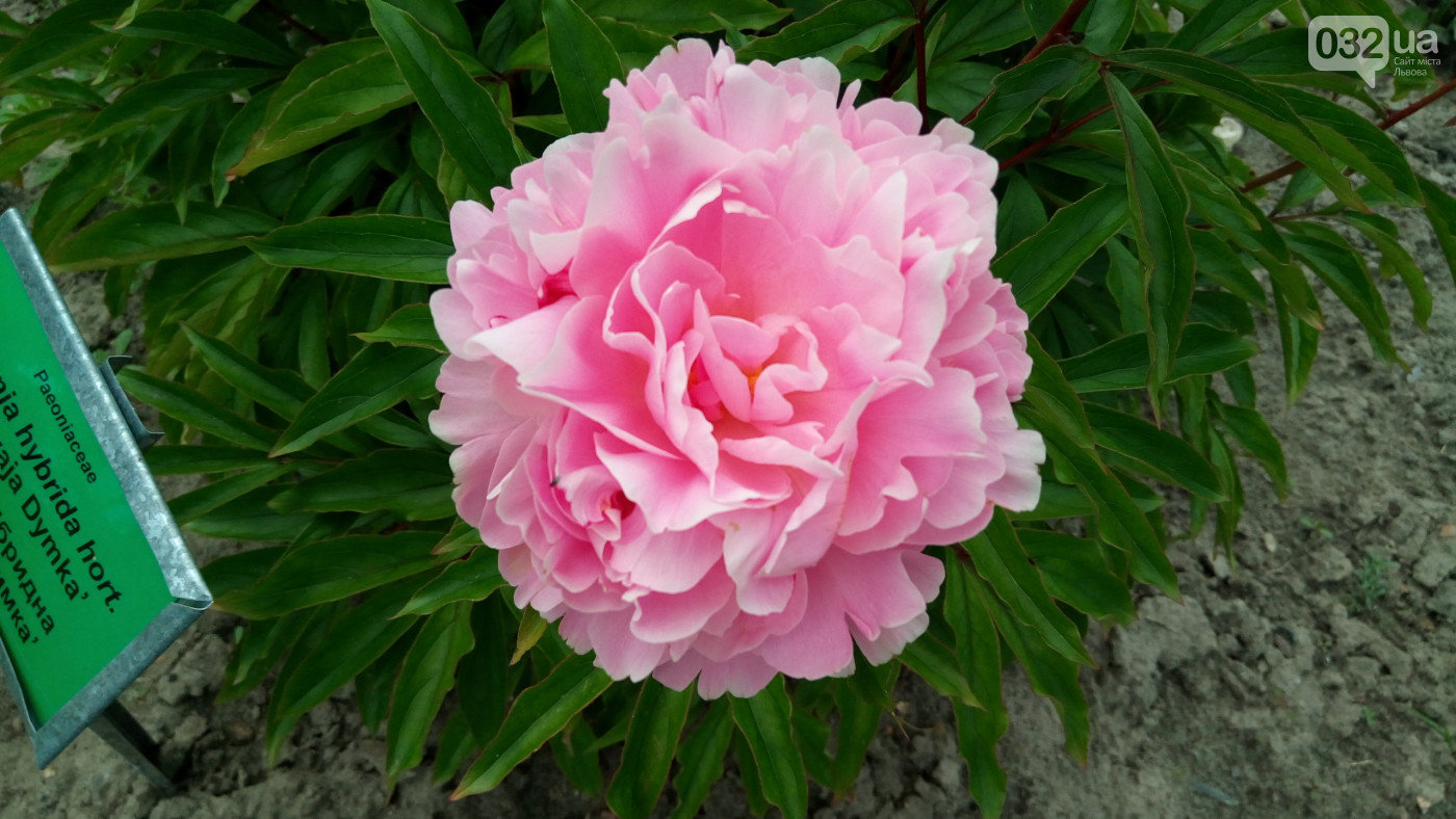 Botsad/Facebook/032.ua