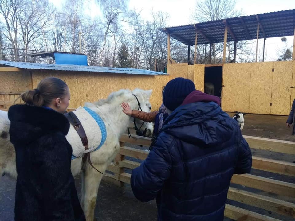 Фото: кінь з Домівки врятованих тварин, фейсбук