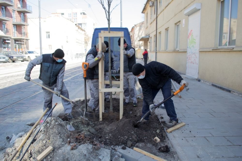 Як у Львові висаджують молоді дерева