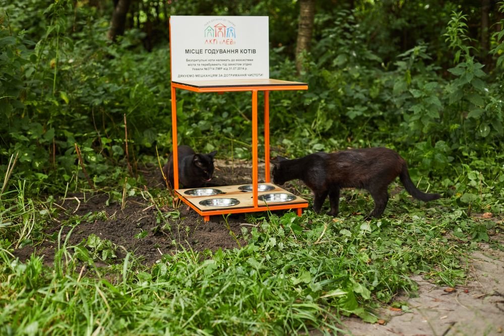 Котівничка, фото ЛМР