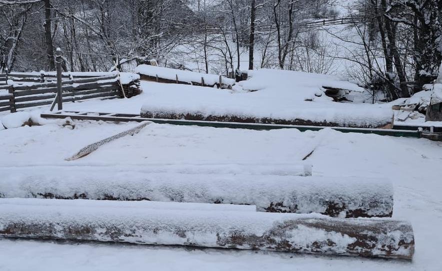 На Сколівщині поліцейські знайшли на приватному подвірʼї незаконно зрубані смереки, - ФОТО
