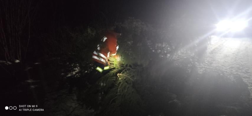 На Львівщині впало дерево, Фото: пресслужби ДСНС у Львівській області