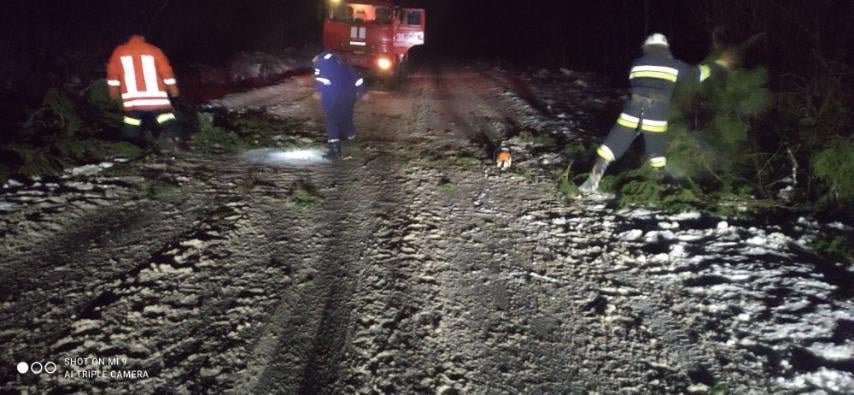 На Львівщині впало дерево, Фото: пресслужби ДСНС у Львівській області