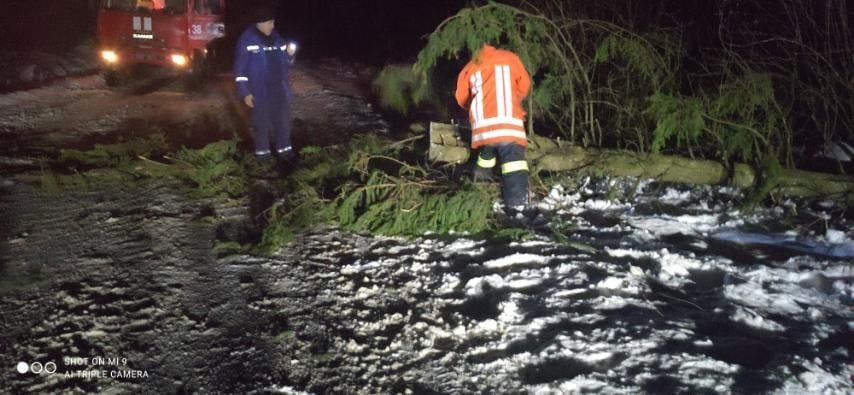 На Львівщині впало дерево, Фото: пресслужби ДСНС у Львівській області