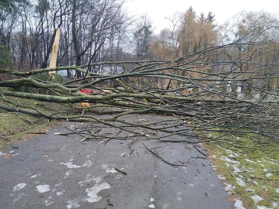 Сильний вітер повалив дерева