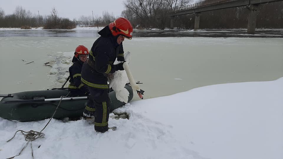 16 лебедів врятували із "крижаного полону" 16 лебедів врятували із "крижаного полону", Фото: НЕО-радіо
