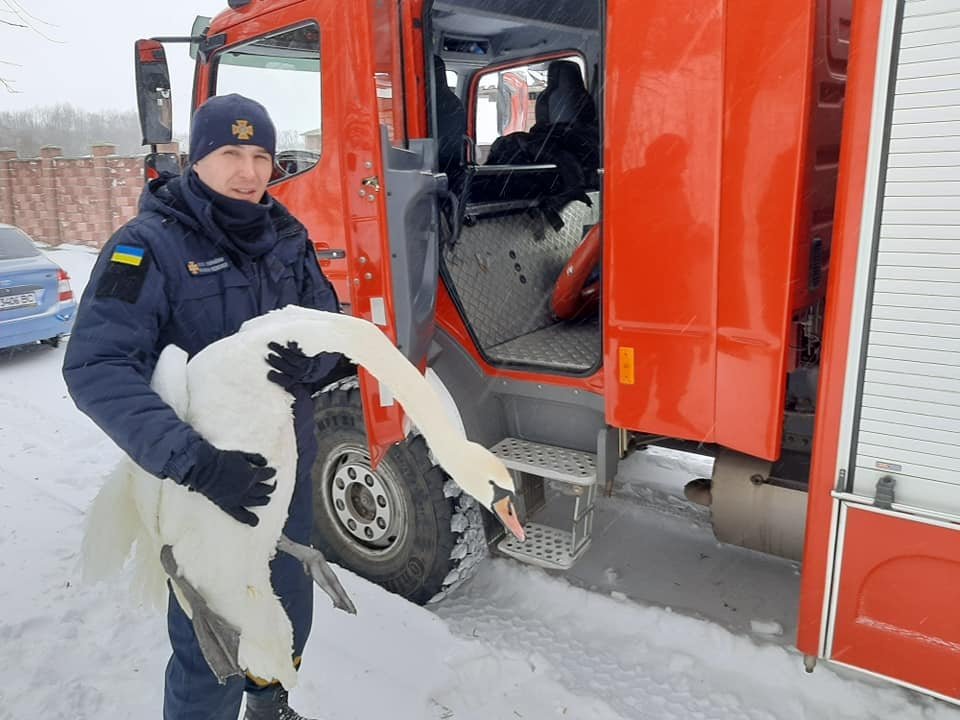 16 лебедів врятували з "крижаного полону"