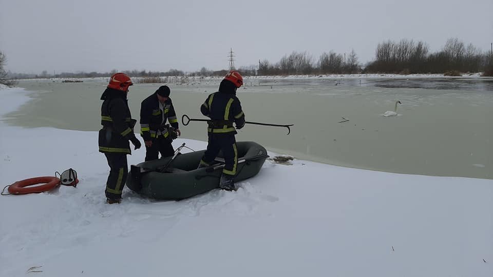 16 лебедів врятували з "крижаного полону" 16 лебедів врятували з "крижаного полону", Фото: НЕО-радіо
