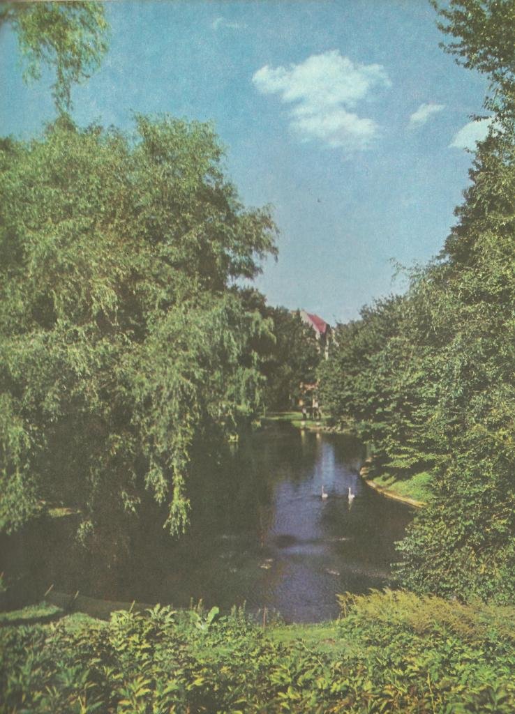 Стрийський парк. Вавілонські верби над озером з лебедями, Фото: photo-lviv.in.ua