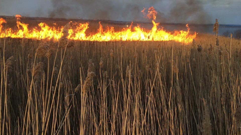 Мешканців Львівщини закликають не спалювати суху траву