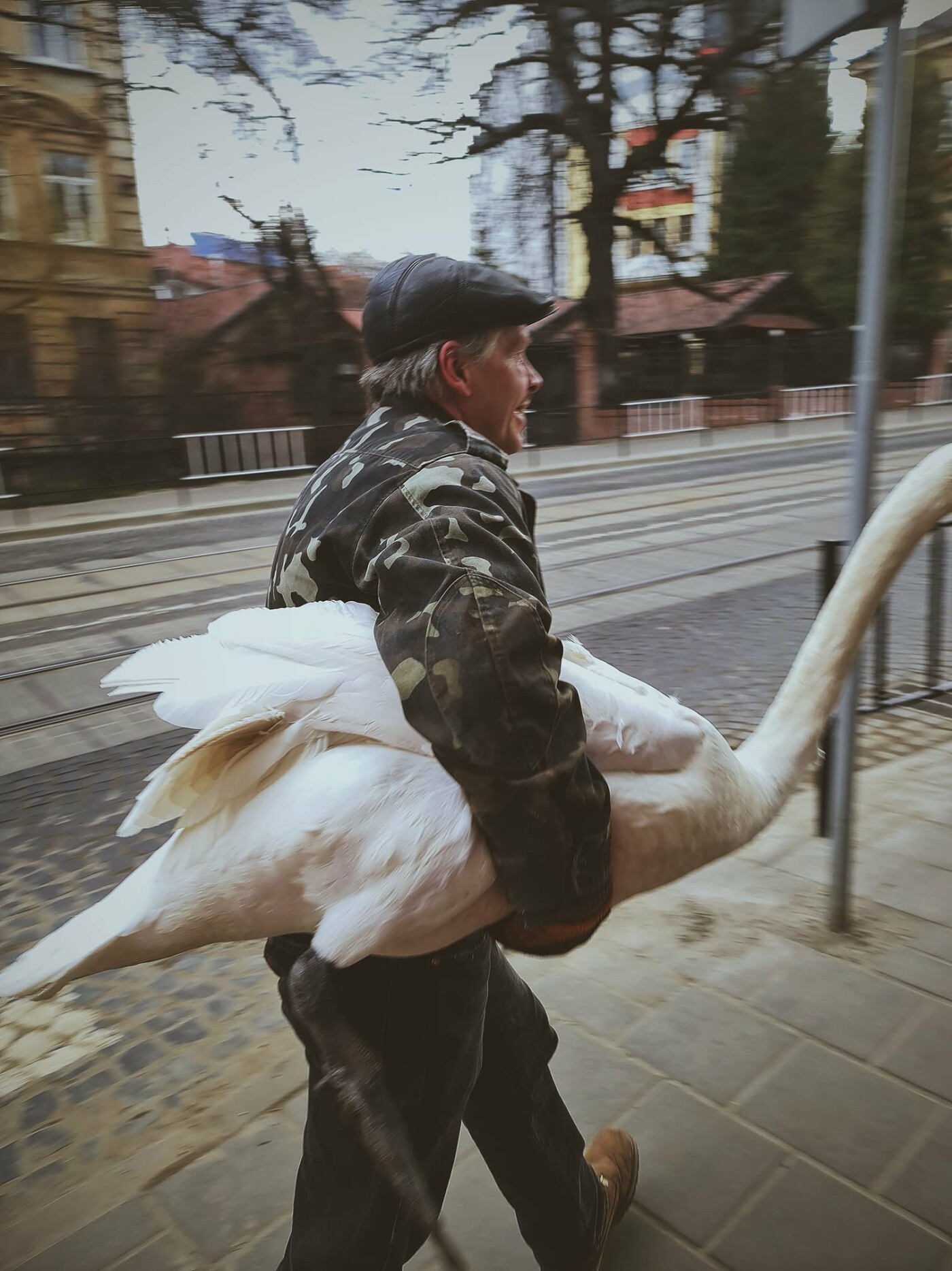 у Стрийський парк повернули лебедів, які відлетіли з озера