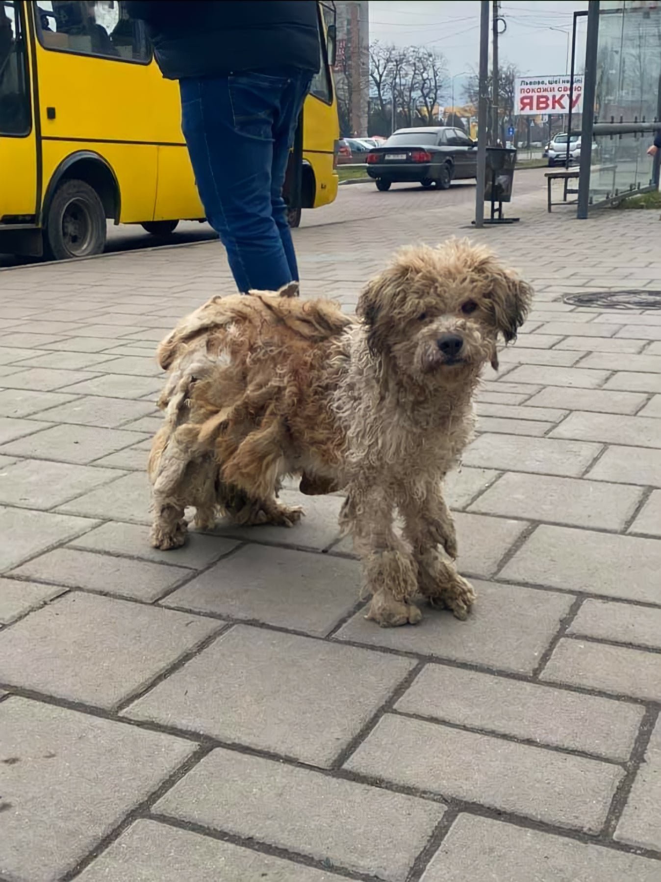 Історія перевтілення Моцарта із ЛКП "Лев" Історія перевтілення Моцарта із ЛКП "Лев", Фото: ЛКП "Лев", фейсбук