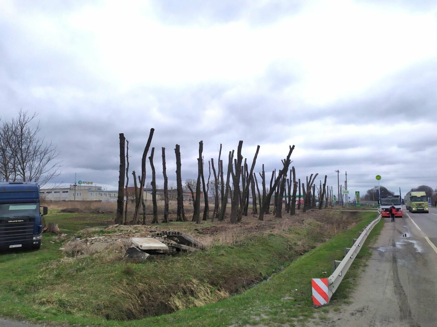 На Львівщині вздовж однієї з доріг незаконно вирізали та пошкодили дерева