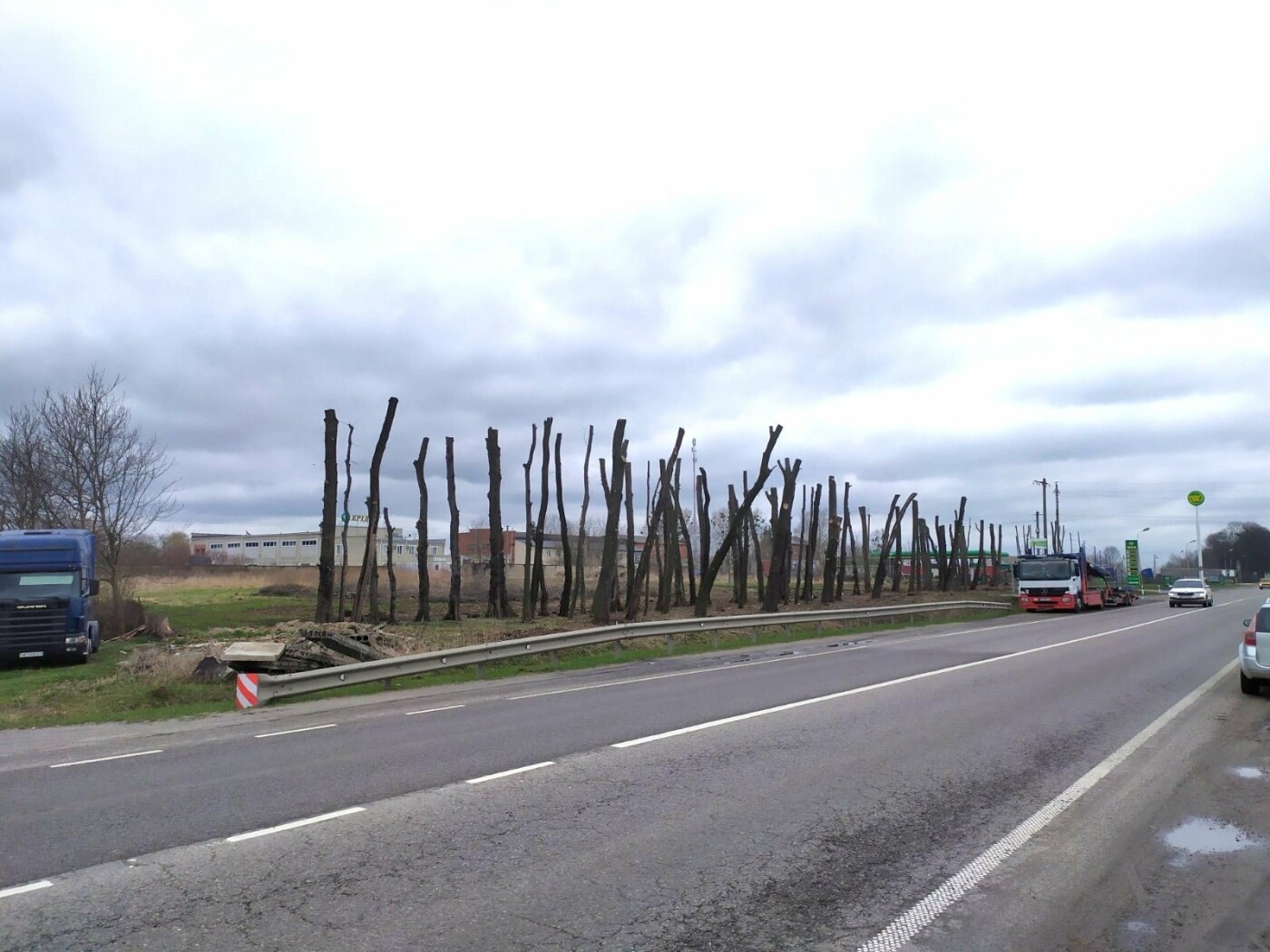 На Львівщині вздовж однієї з доріг незаконно вирізали та пошкодили дерева