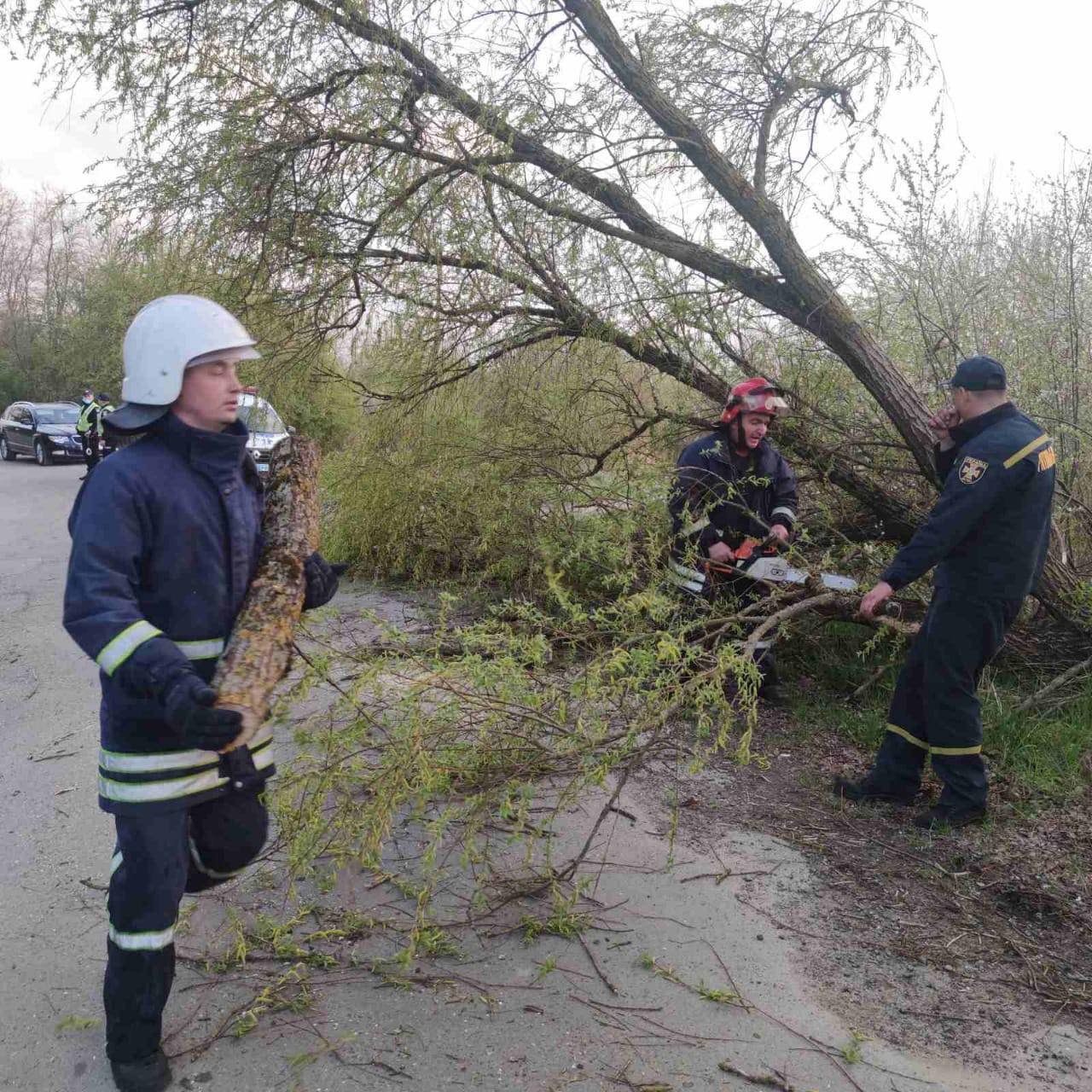 Сильний вітер влаштував деревопад на Львівщині