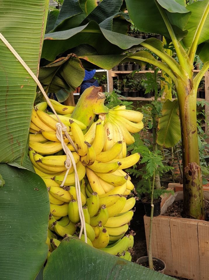 Бананова ферма