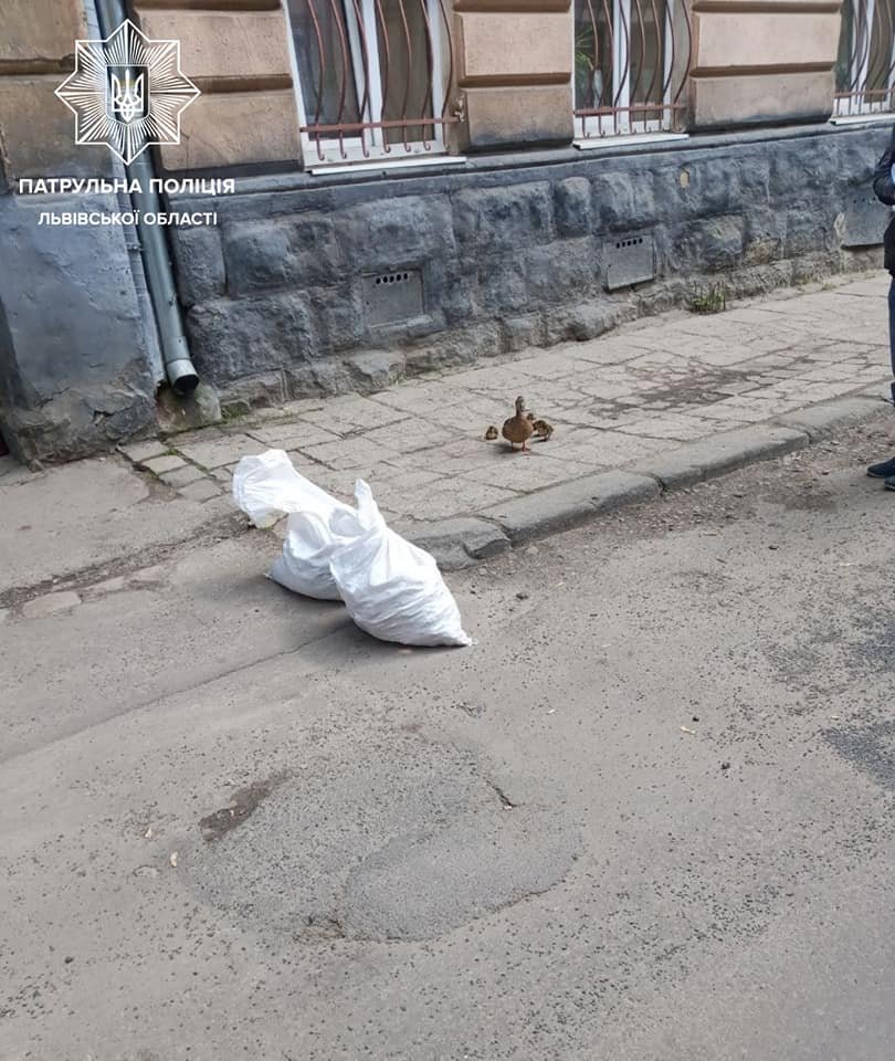 У Львові патрульні врятували дику качку з каченятами, - ФОТО, фото-1 У Львові патрульні врятували дику качку з каченятами, - ФОТО, фото-1, Фото: Патрульна поліція Львівської області