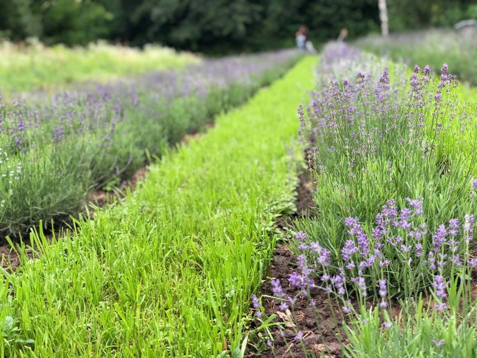 Лавандове поле у Дублянах, Фото - “Lavander dream”