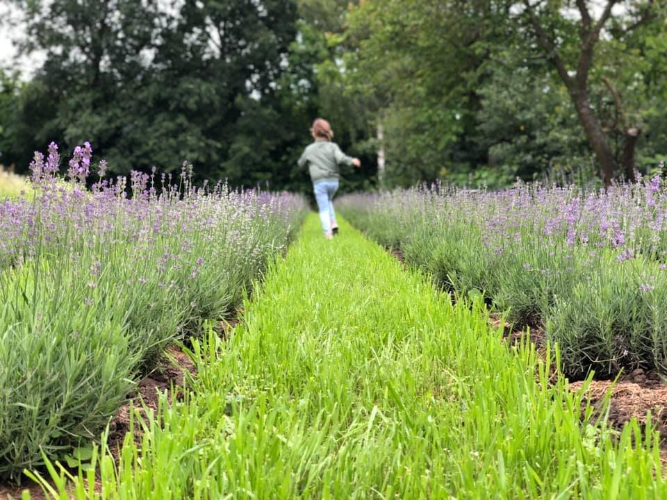 Лавандове поле у Дублянах, Фото - “Lavander dream”