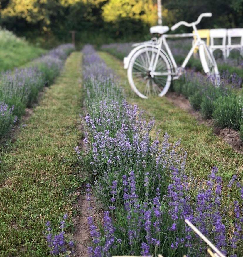 Лавандове поле у Дублянах, Фото - “Lavander dream”