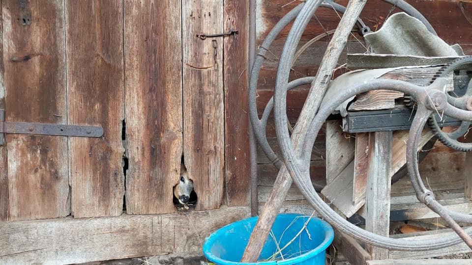 У селі на Львівщині сім'я приручила дику козулю, Фото - Бродівська МР
