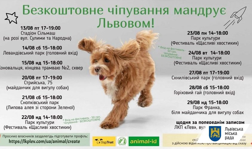ЛКП "Лев" розпочне знову безкоштовно чіпувати собак у Львові, - ГРАФІК