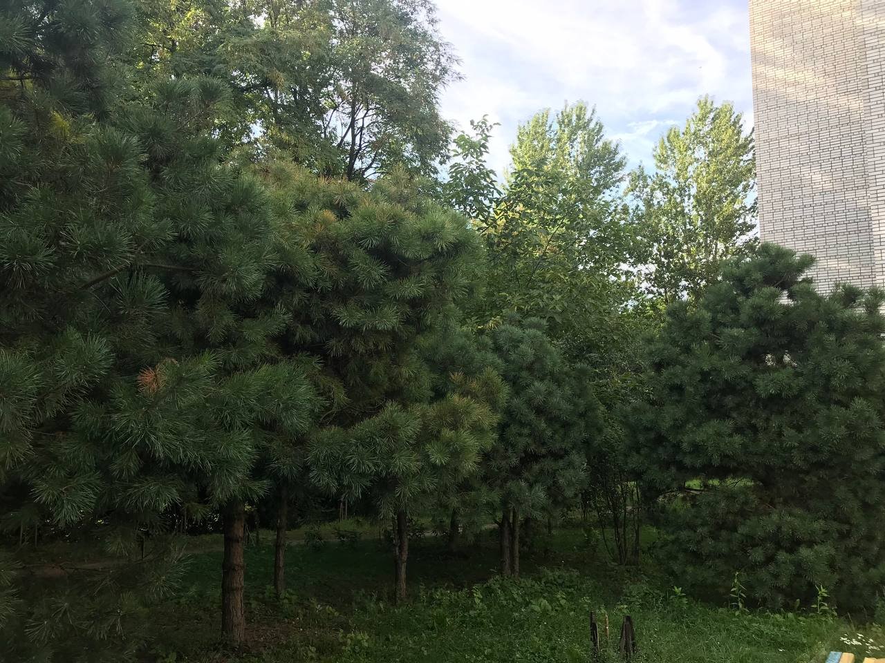 Так посаджені сосни виглядають зараз, Фото: 032.ua