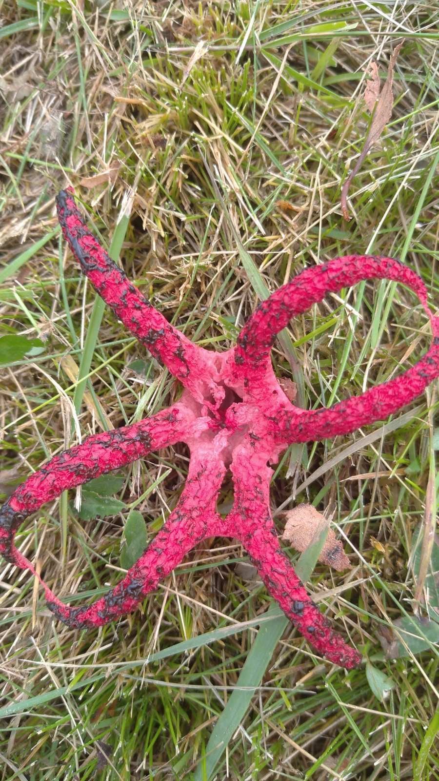 Гриб «Пальці диявола»