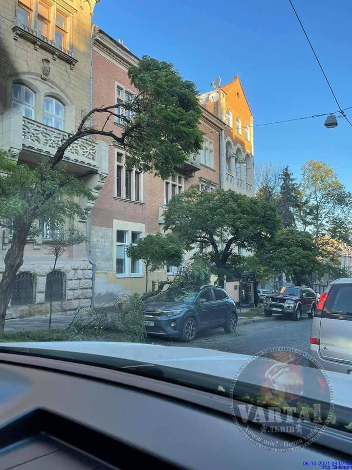 У Львові на амшину впало дерево