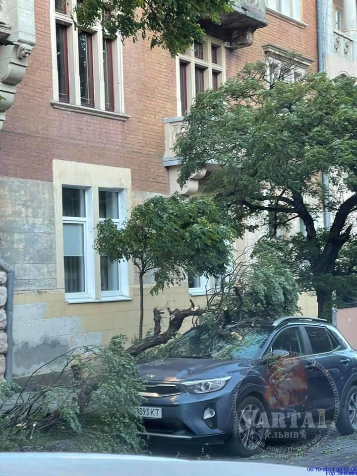 У Львові на амшину впало дерево