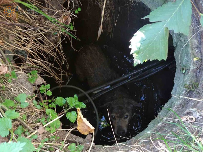 У Дрогобичі рятувальники витягнули із колодязя собаку, - ФОТО