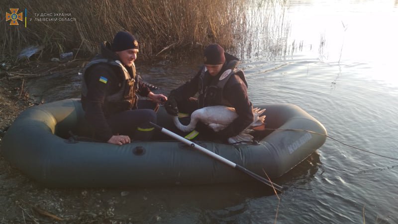 Лебідь заплутався у рибальській сітці: на Львівщині рятувальники визволили птаха із пастки, - ФОТО