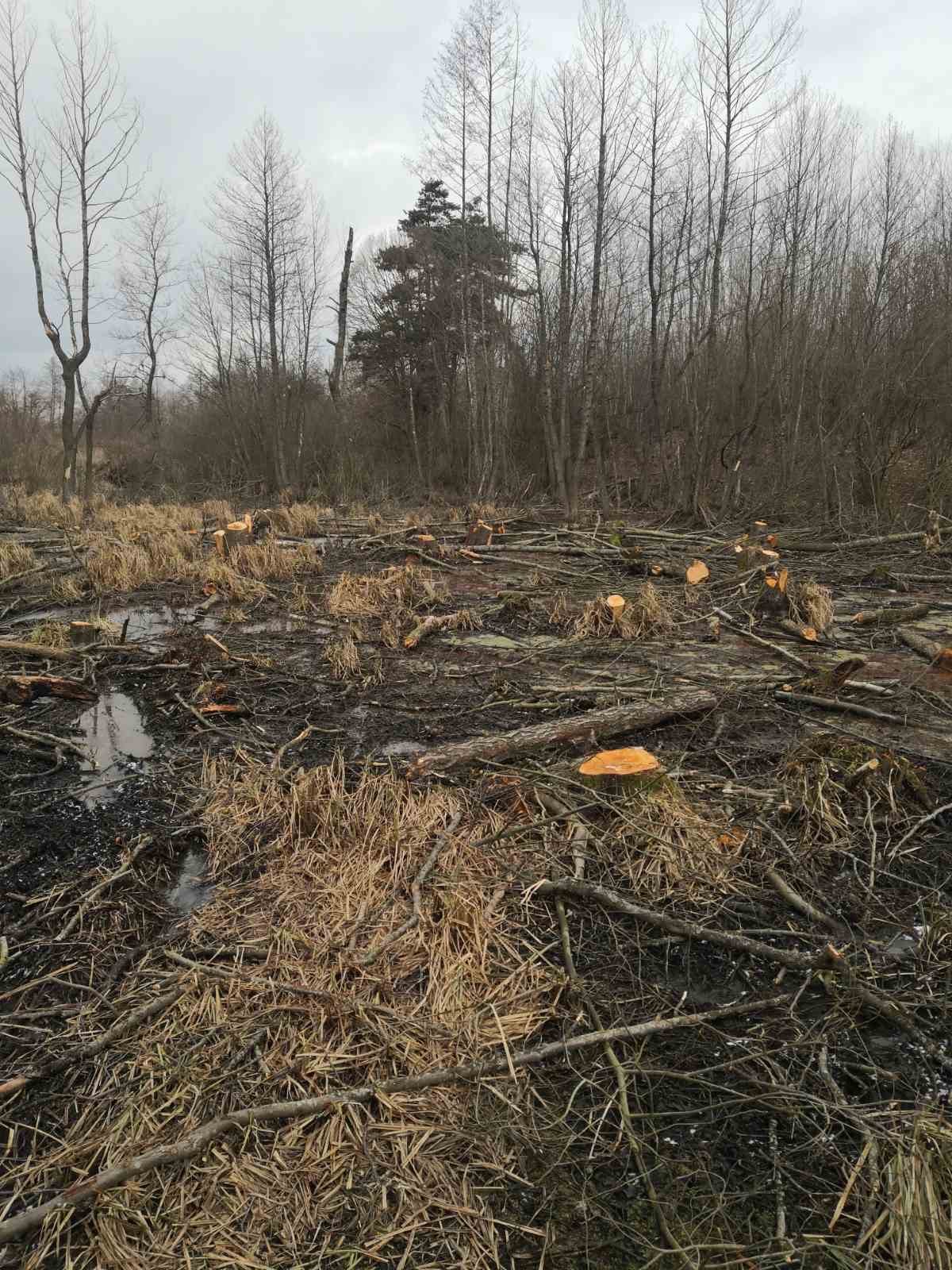 На Львівщині невідомі незаконно зрізали майже 200 дерев, - ФОТО