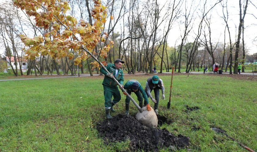У Львові проведуть висадку нових дерев у квітні