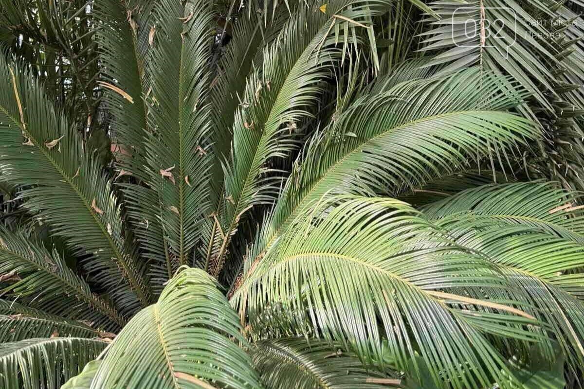 Оранжерея у Стрийському парку — тропічні рослини