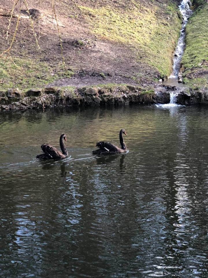 Чорні та білі лебеді на озері