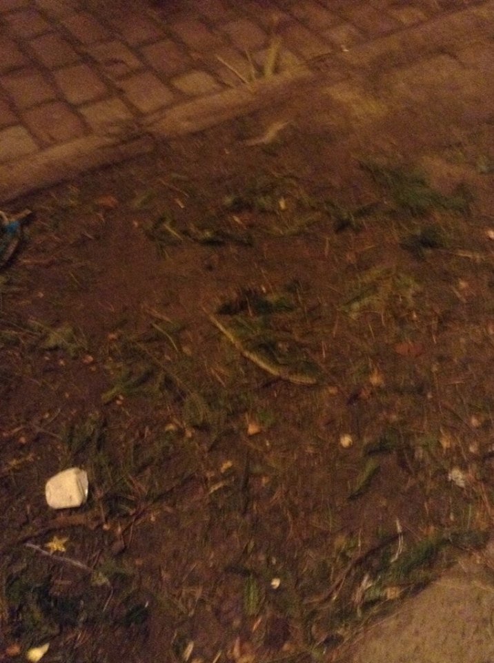 1517607_522940854479656_60763200_n