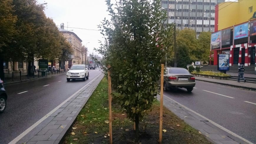 На проспекті Чорновола висадили нові дерева (ФОТО) (фото) - фото 1