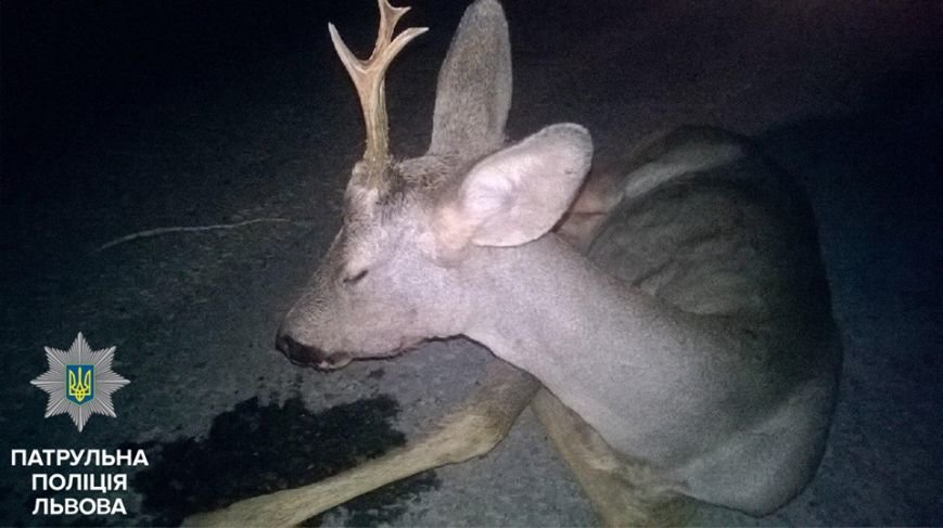 14433051_1598367727131660_8280372434493250022_n